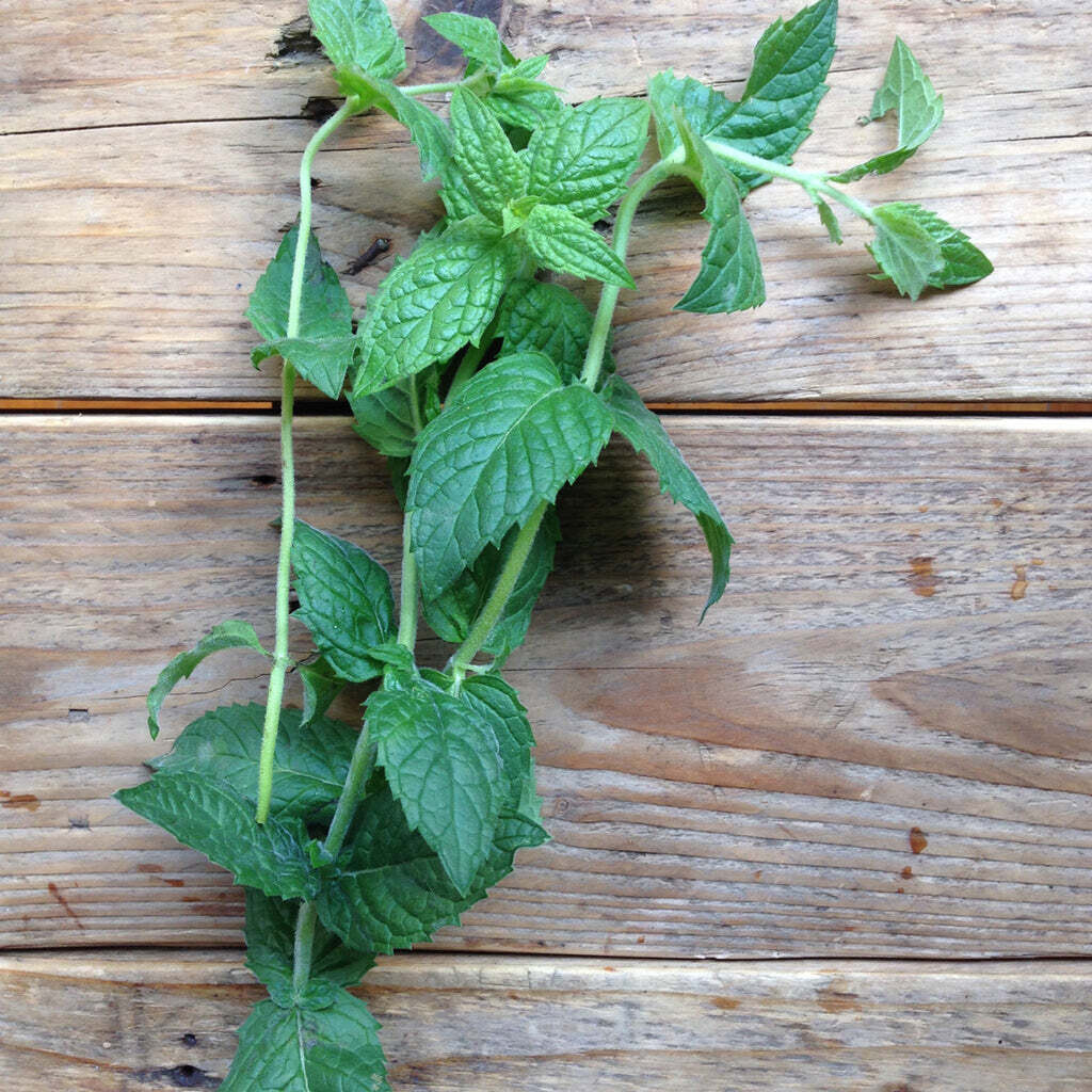 Saatgut-Sammlung - Cocktail Herbs