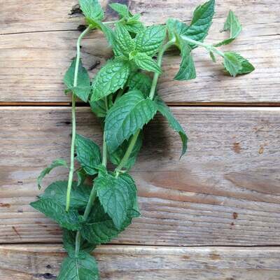 Saatgut-Sammlung - Cocktail Herbs
