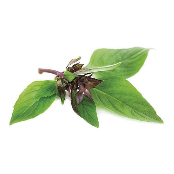 Saatgut-Packung - Basil Thai
