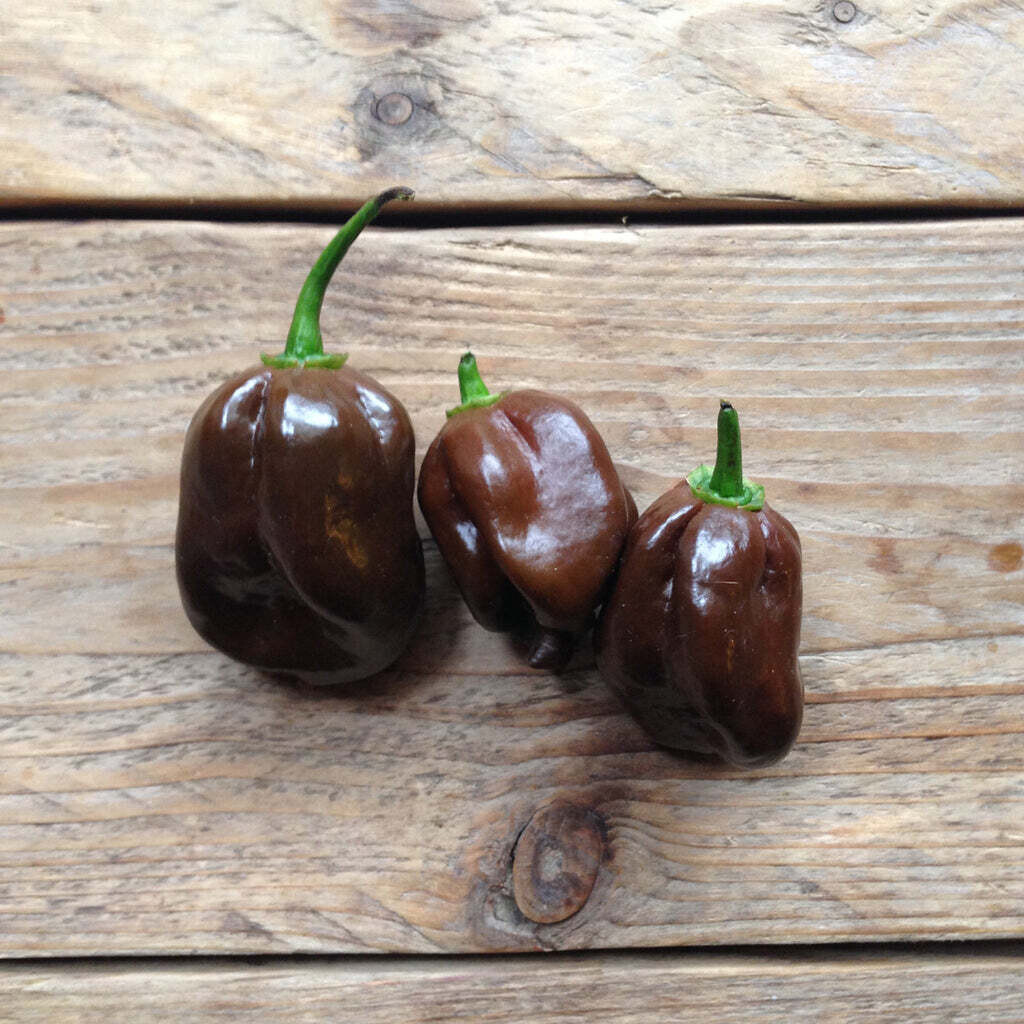 Saatgut-Packung - Hot Pepper Chocolate Habanero