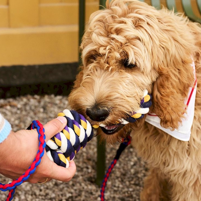 Hunde Spielzeug - Seil