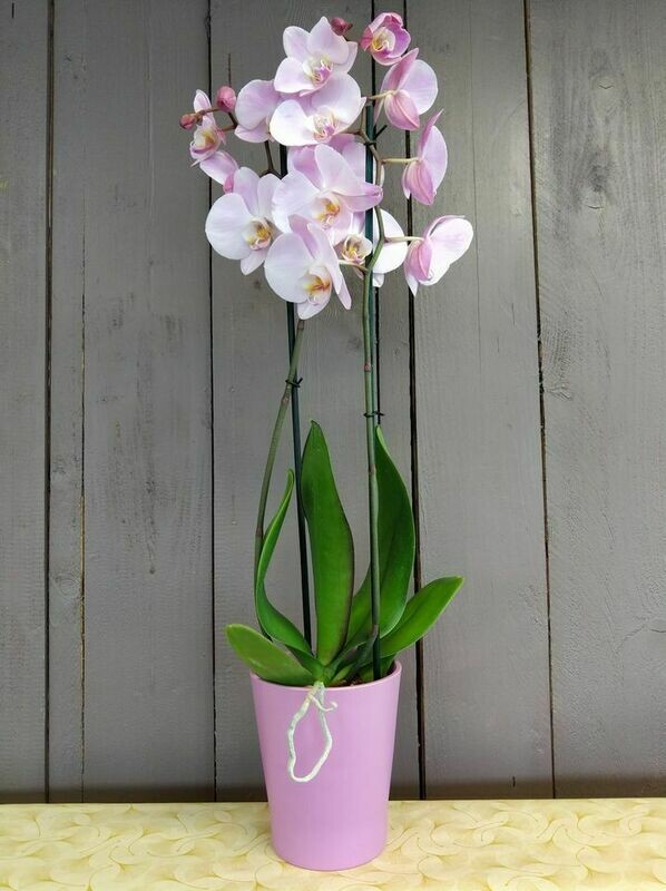 ORCHIDÉE