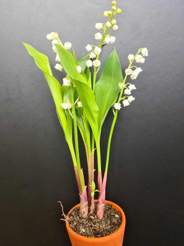 Pot de Muguet 3 Griffes