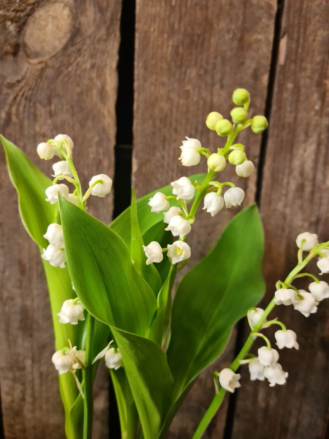 Bulle de Muguet - 20 brins