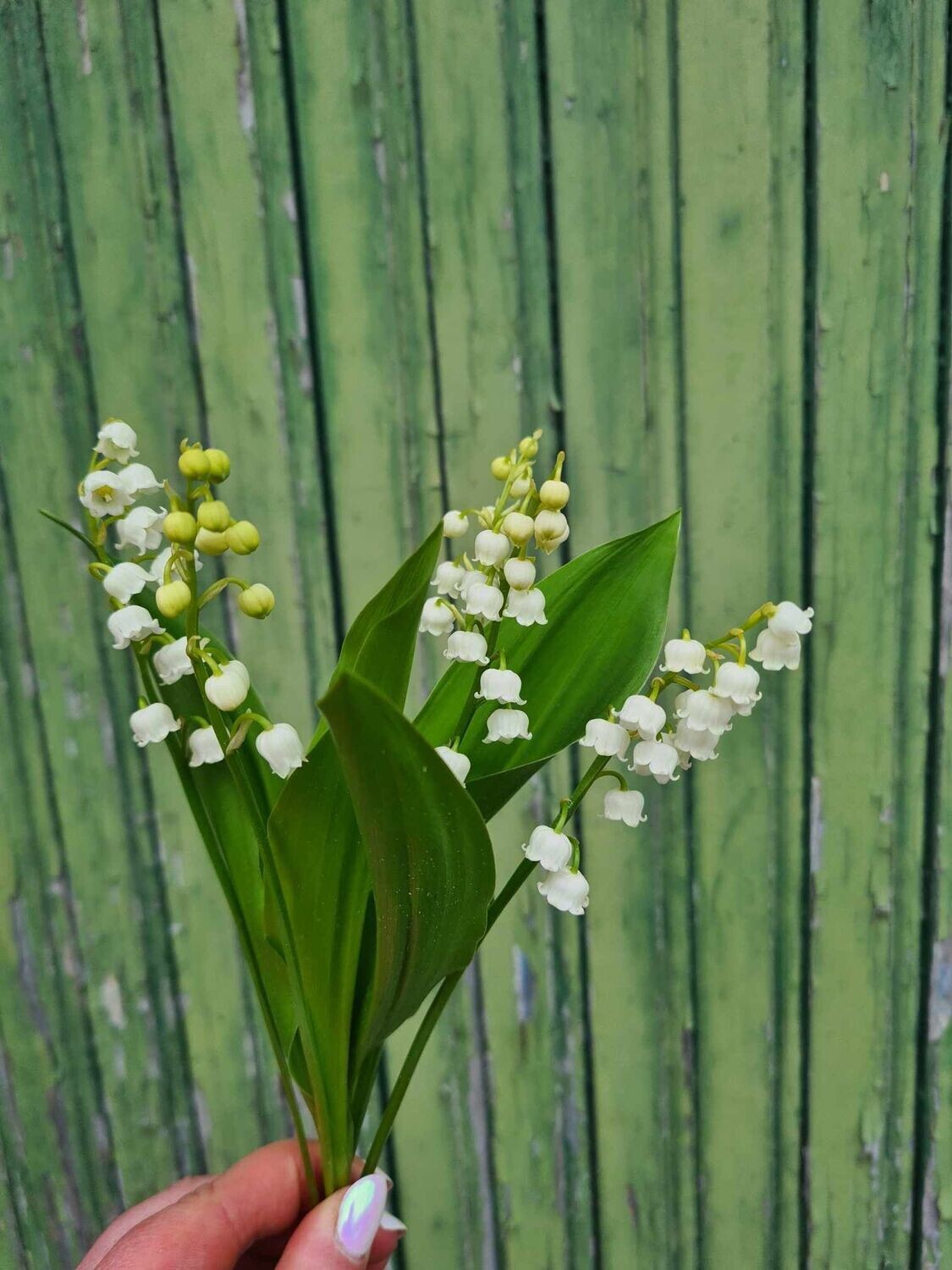 5 brins de Muguet