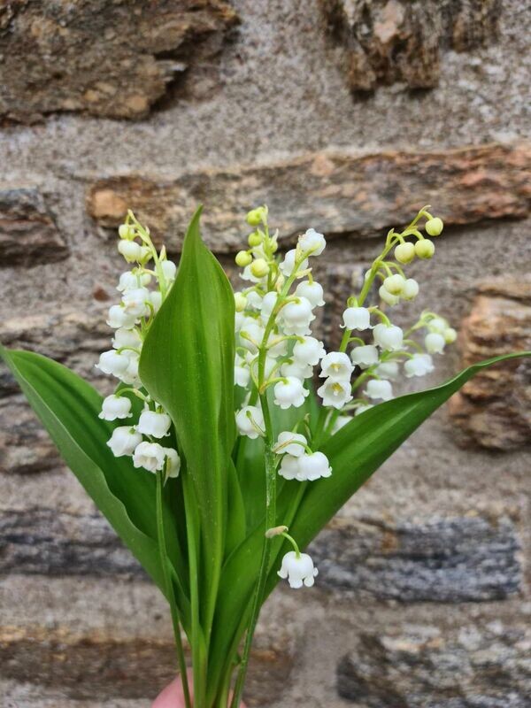 10 brins de Muguet