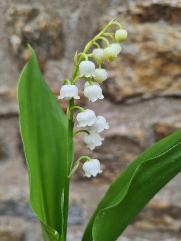 1 brin de Muguet