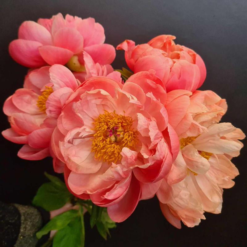 PAEONIA