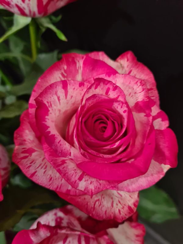 FLEUR SOLIDAIRE D'OCTOBRE ROSE