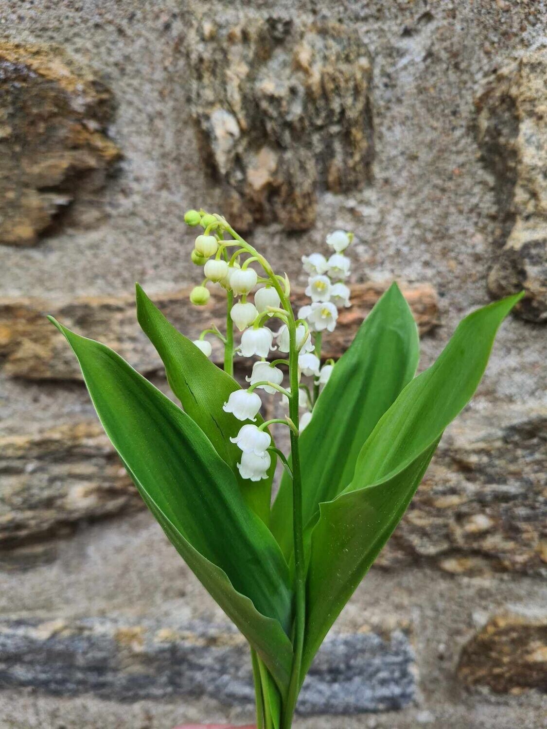 3 brins de Muguet