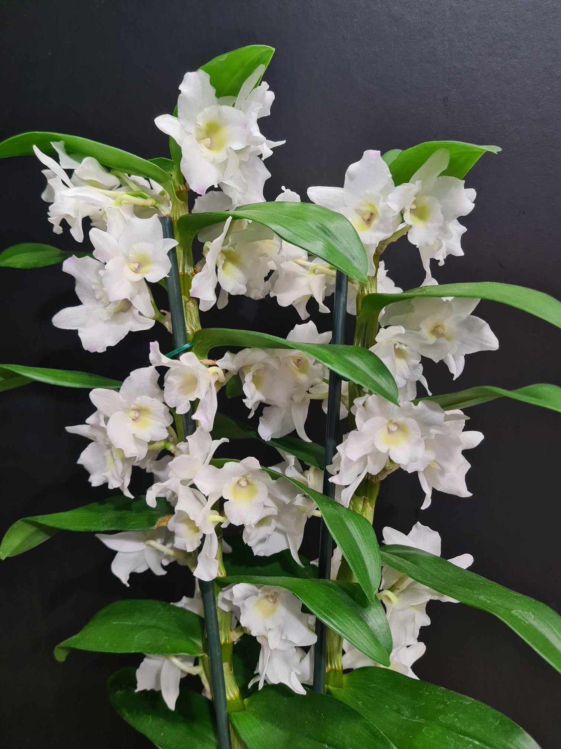 ORCHIDÉE dendrobium nobilé