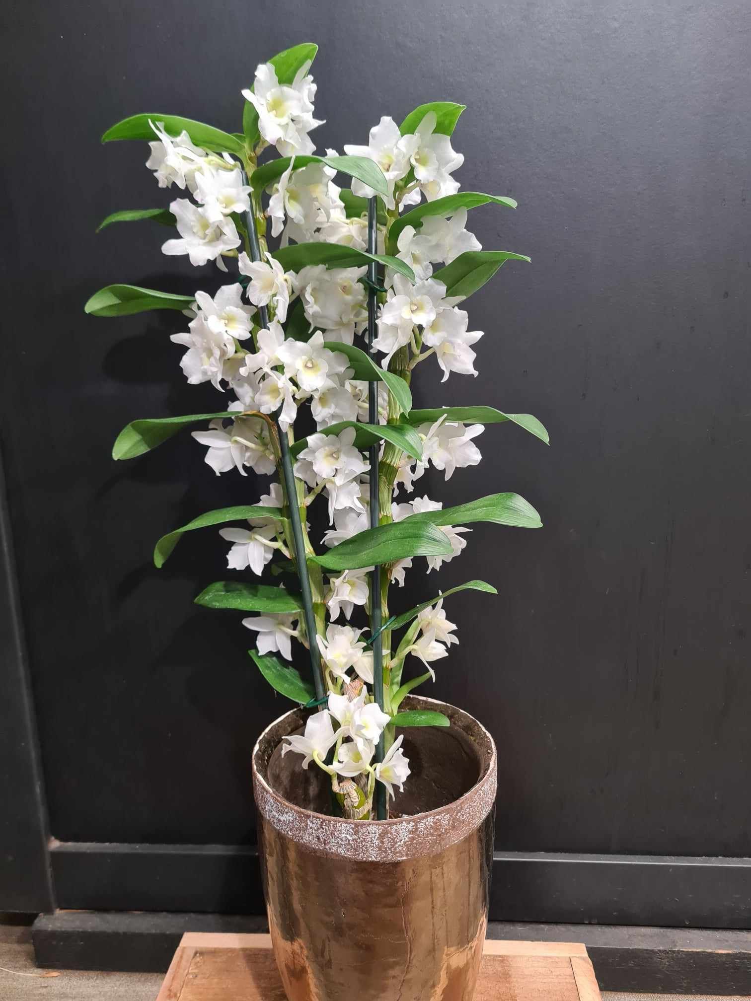 ORCHIDÉE dendrobium nobilé