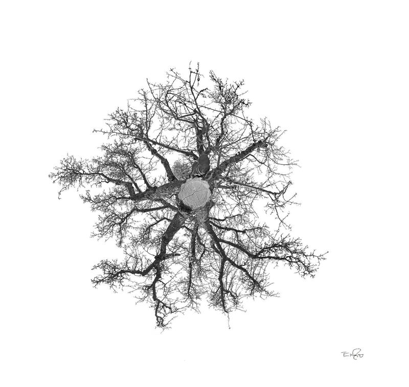 Apfel