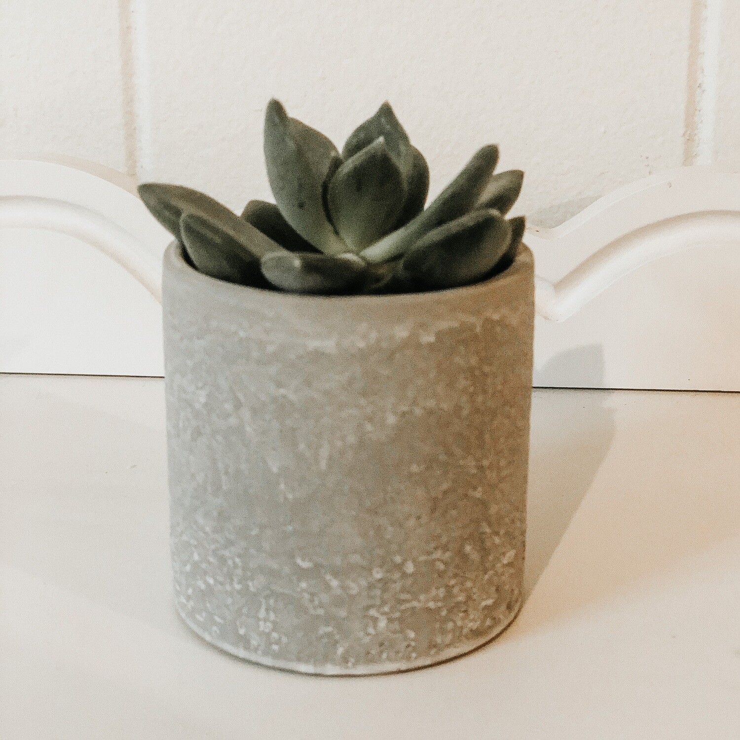 Small Succulent