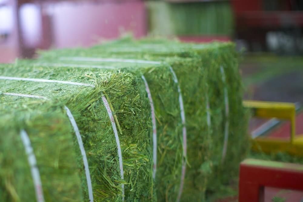 Alfalfa (Luzerne)  /  Paletten mit 24 Ballen je 27 kg - 1,30 € pro KG!
