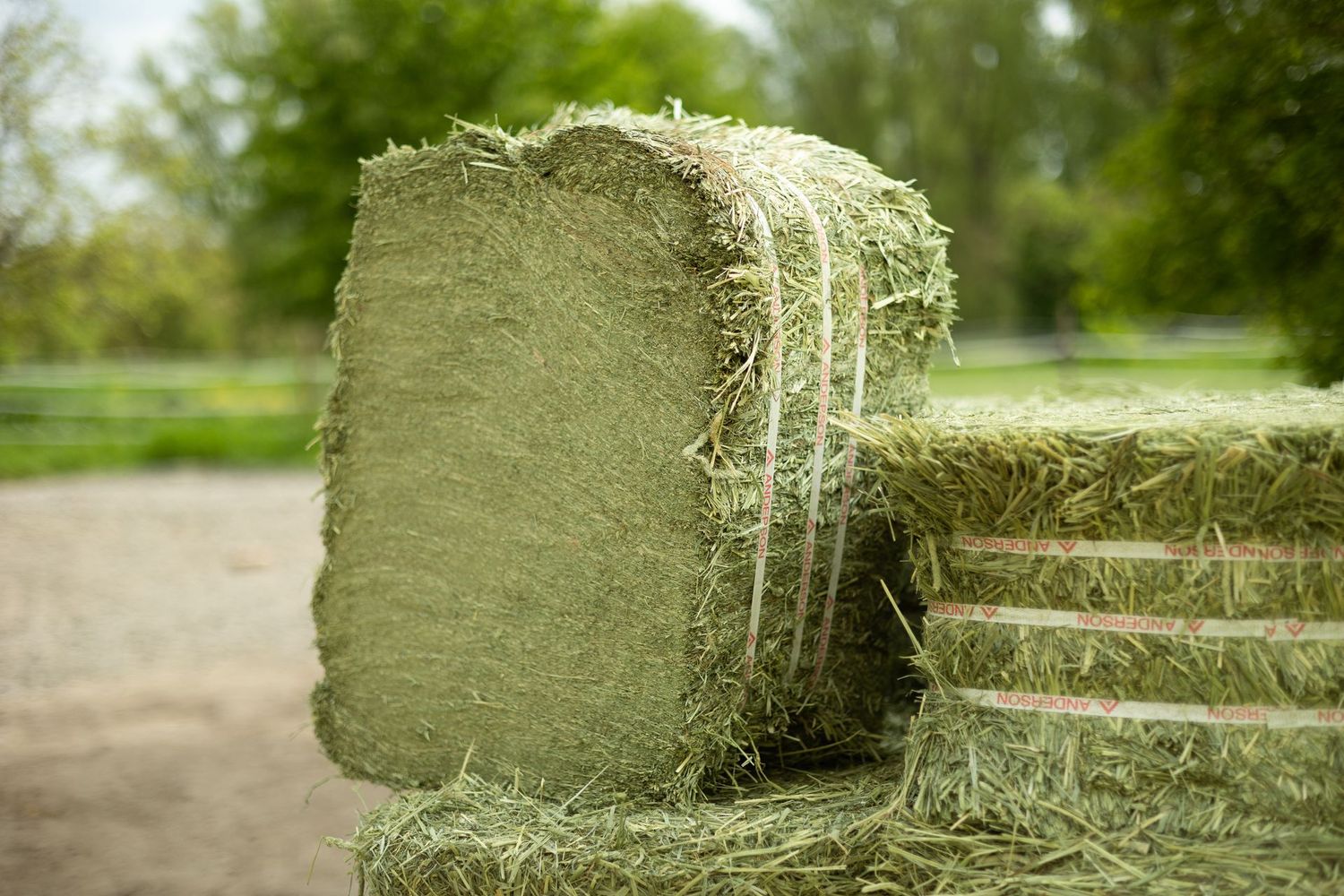 Timothy - Premium  /   Einzelballen 27 kg - 1,37€ pro KG