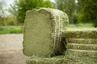 Timothy - Premium / Einzelballen 27 kg - 1,37€ pro KG Timothy - Premium / Einzelballen 27 kg - 1,37€ pro KG