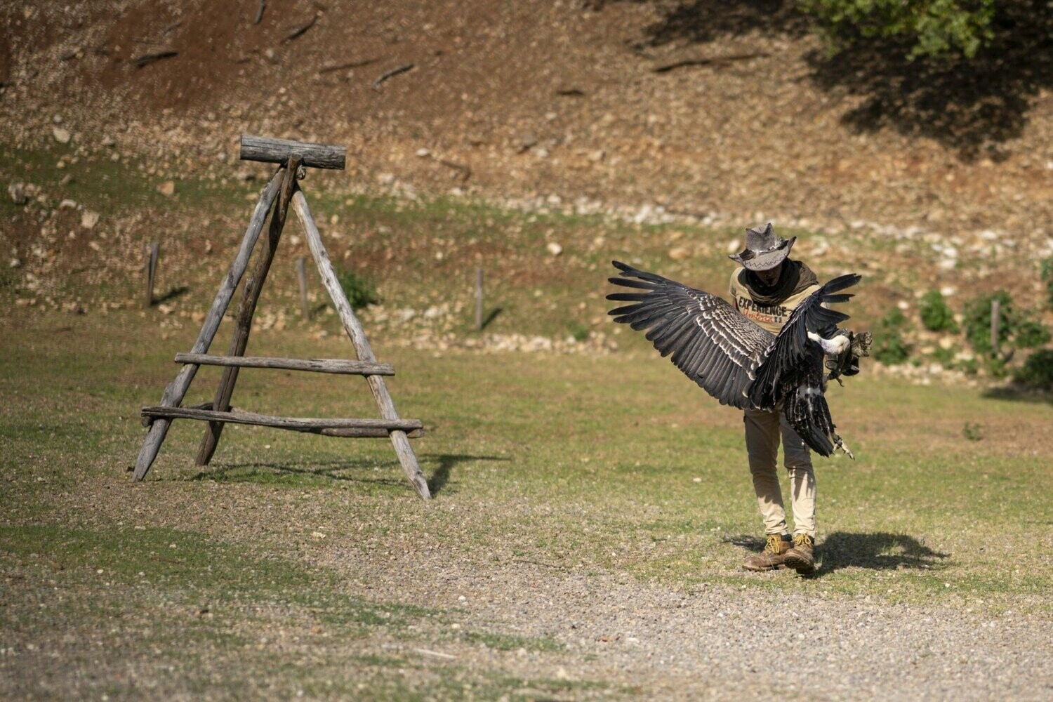 Falconiere per un giorno