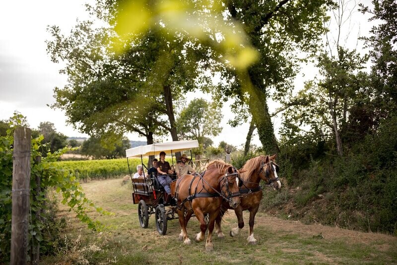 Trottando tra le vigne con stuzzicherie