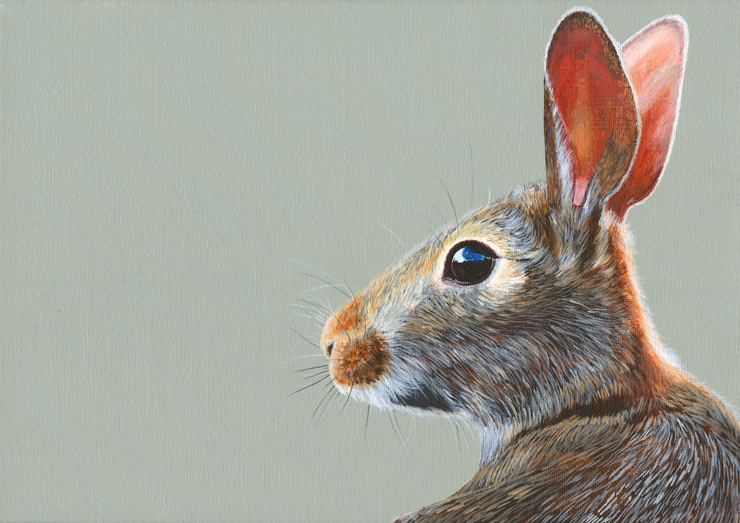 Rabbit Listening