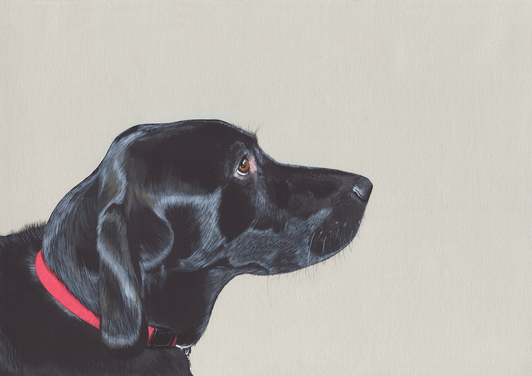 &#39;Labrador Hoping&#39;