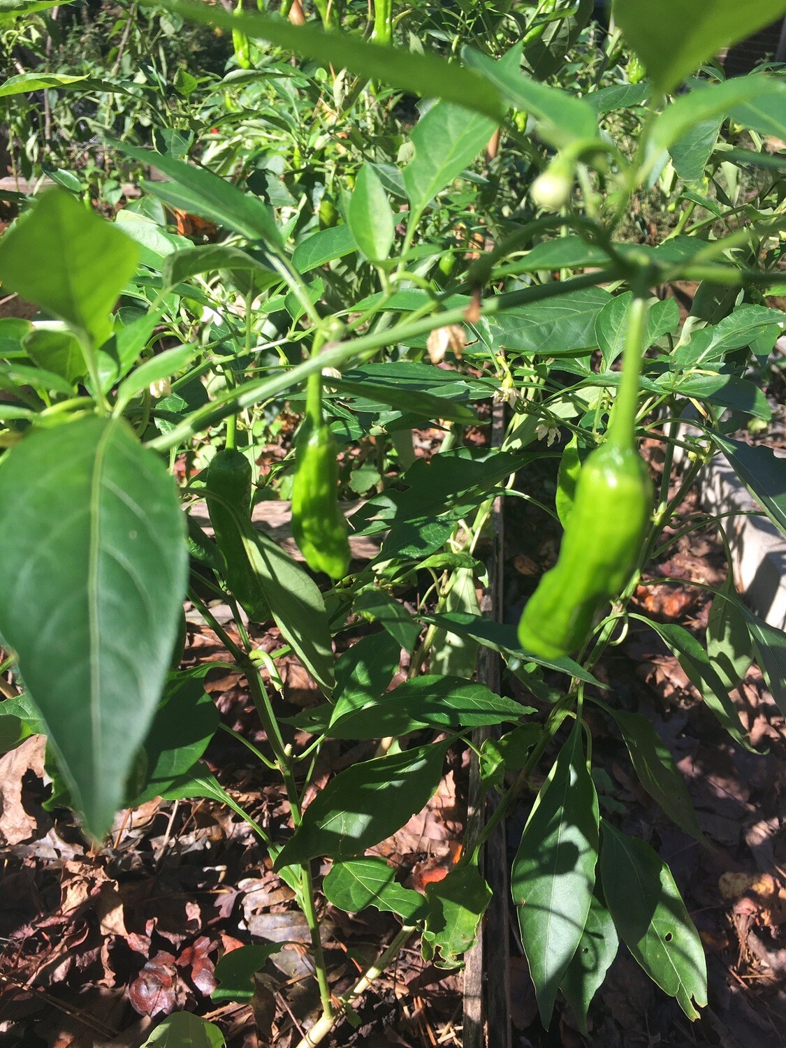 Shishito Peppers