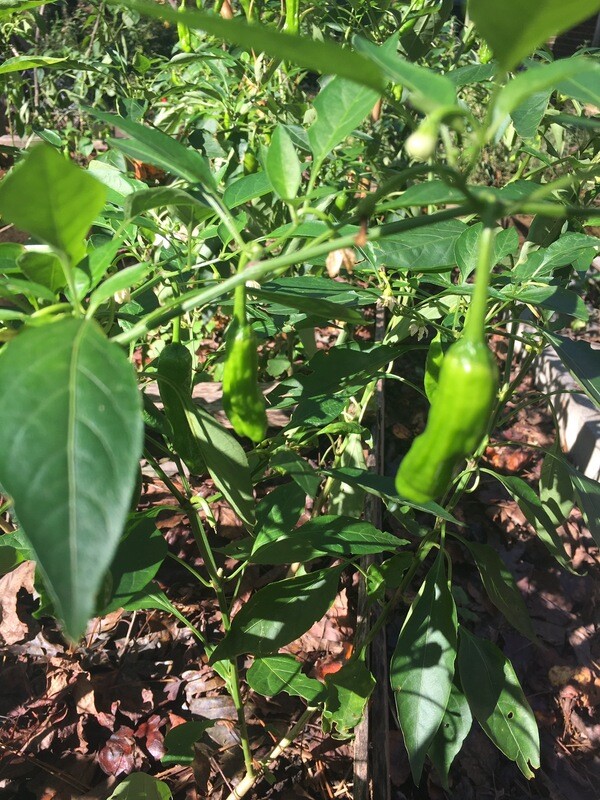 Shishito Peppers