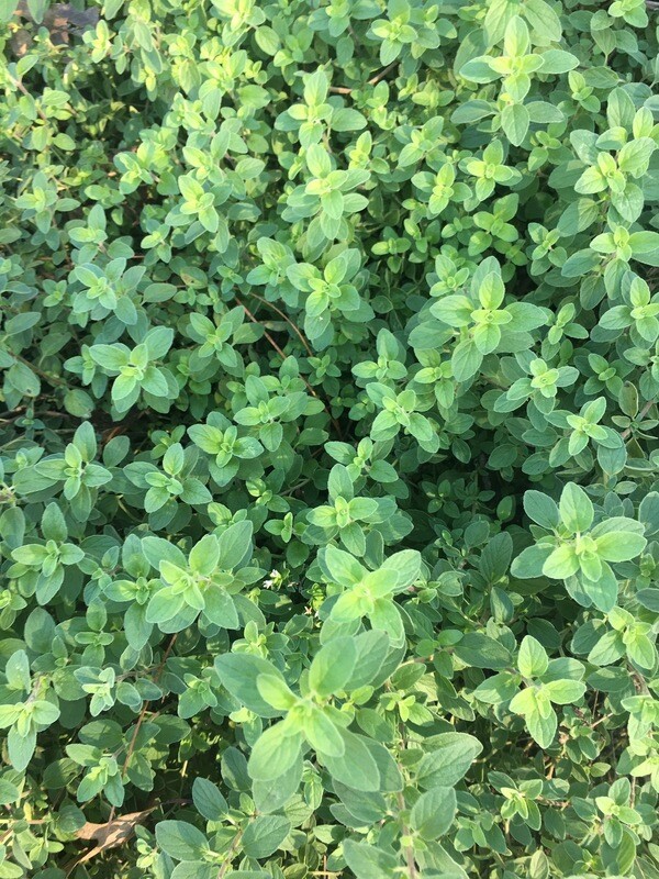 Oregano