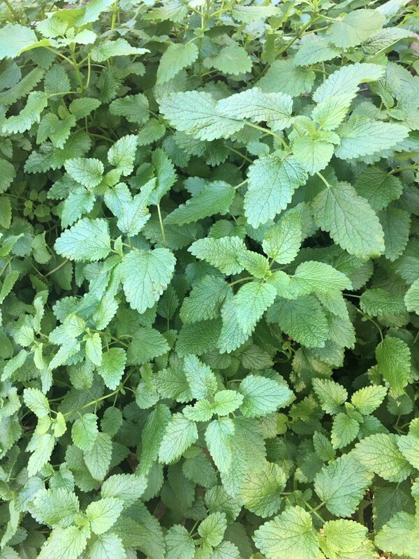 Spearmint