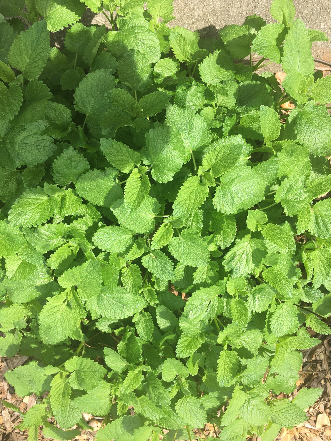 Lemon Balm