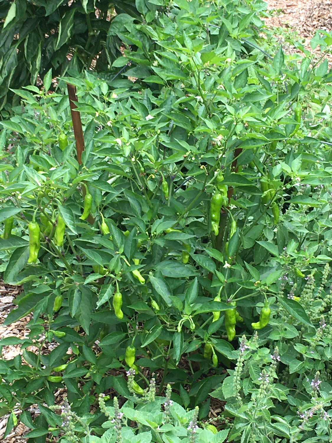 Shishito Pepper