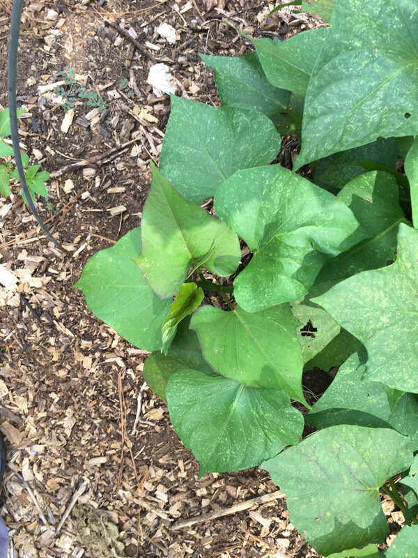Sweet Greens