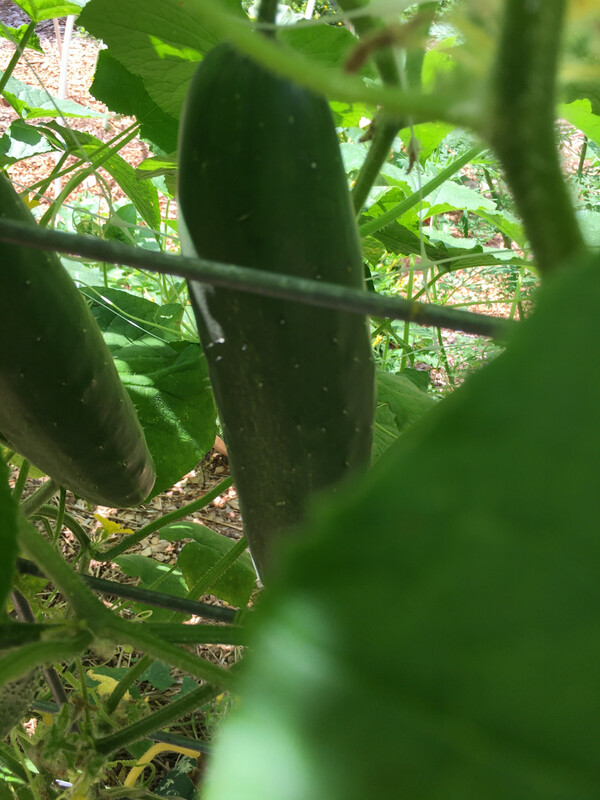 Market Mores (Cucumber)
