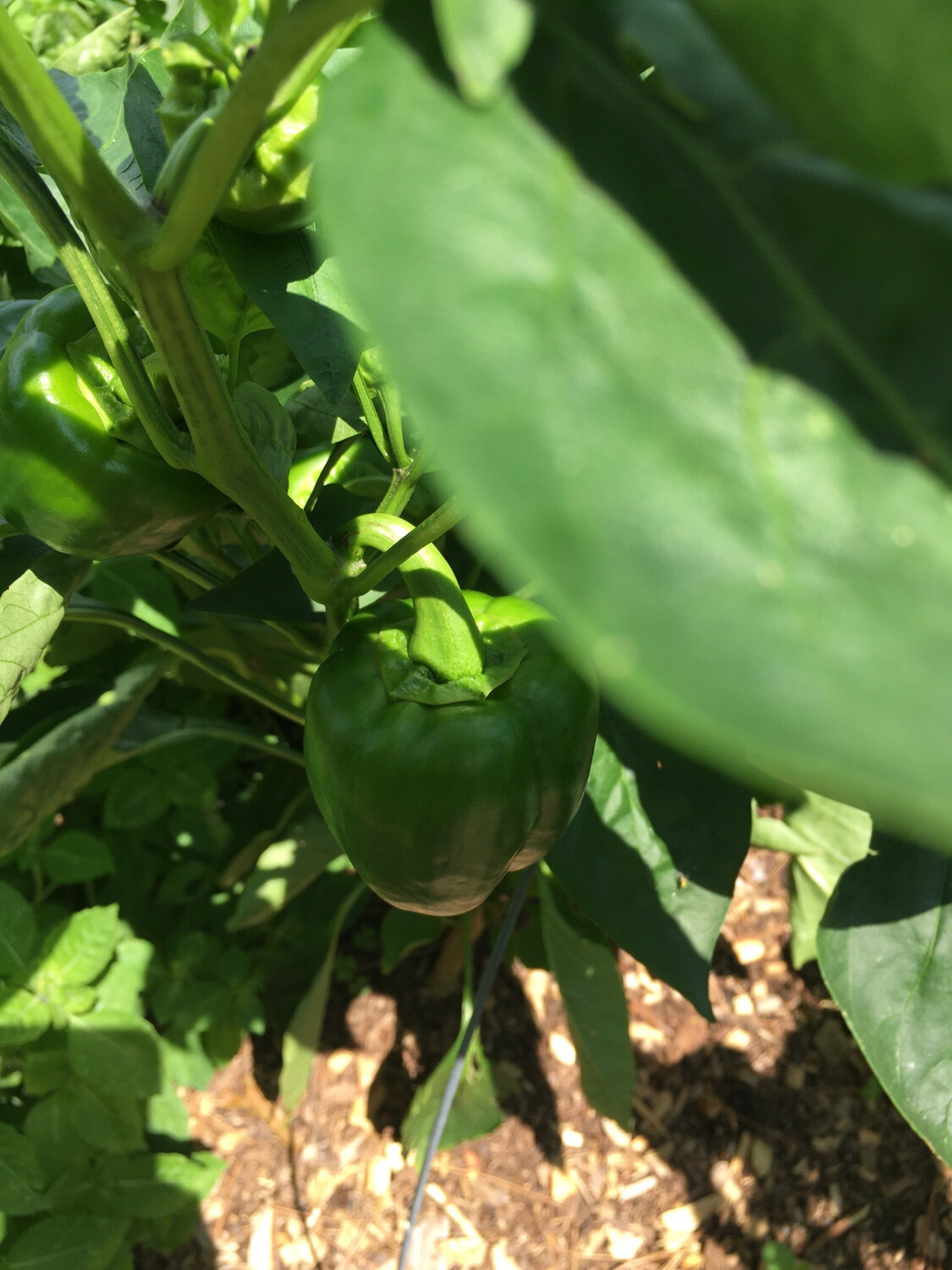 Peppy Peppers
