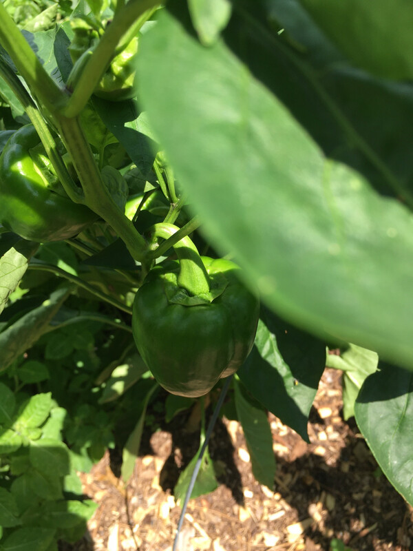 Peppy Peppers