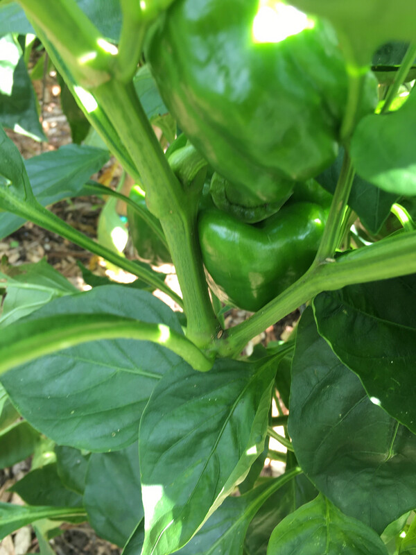 Peppy Peppers