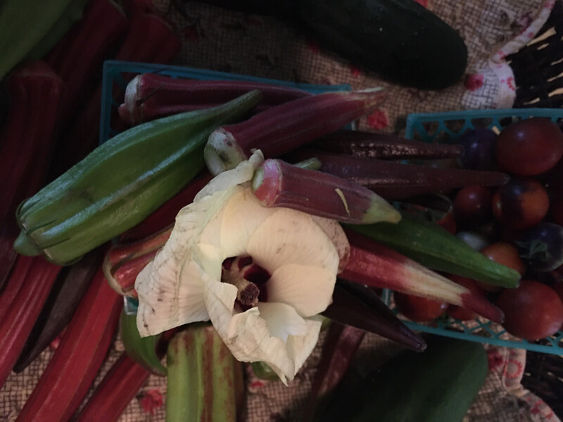 It’s OKRA Everybody