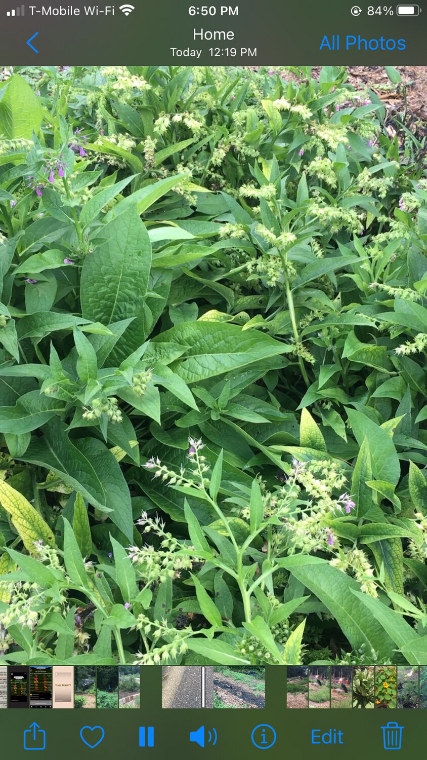 Comfrey Leaves