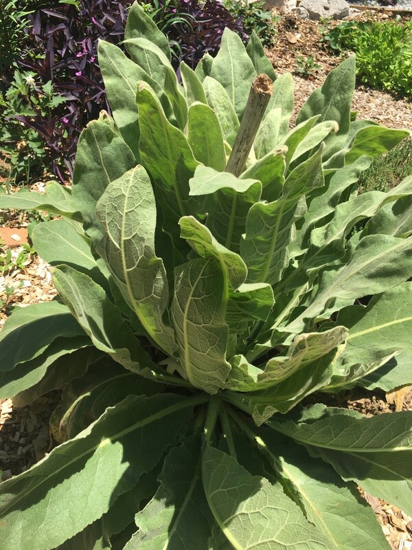 Mullein Leaves