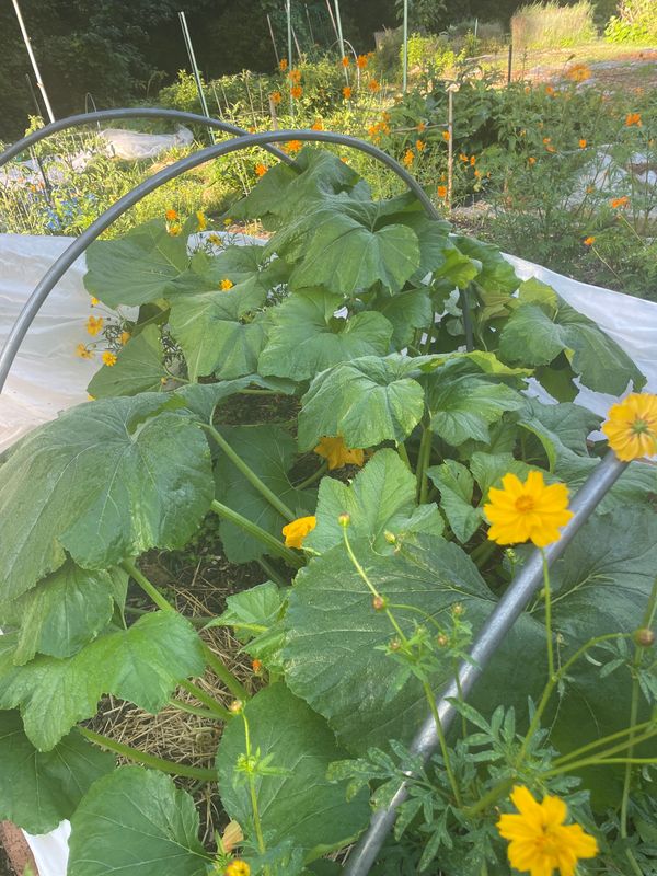 Yellow Crook neck squash