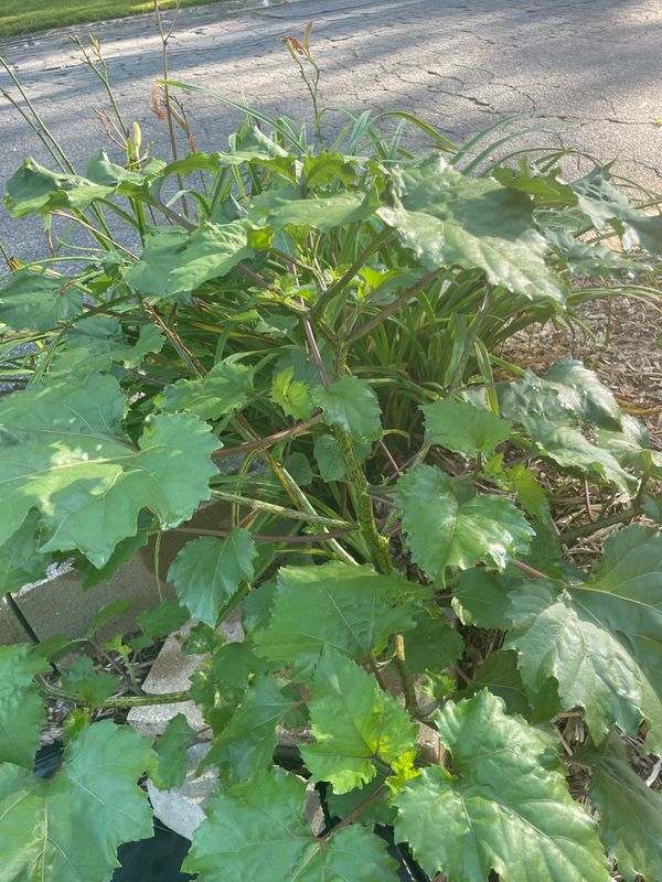 Zucchini