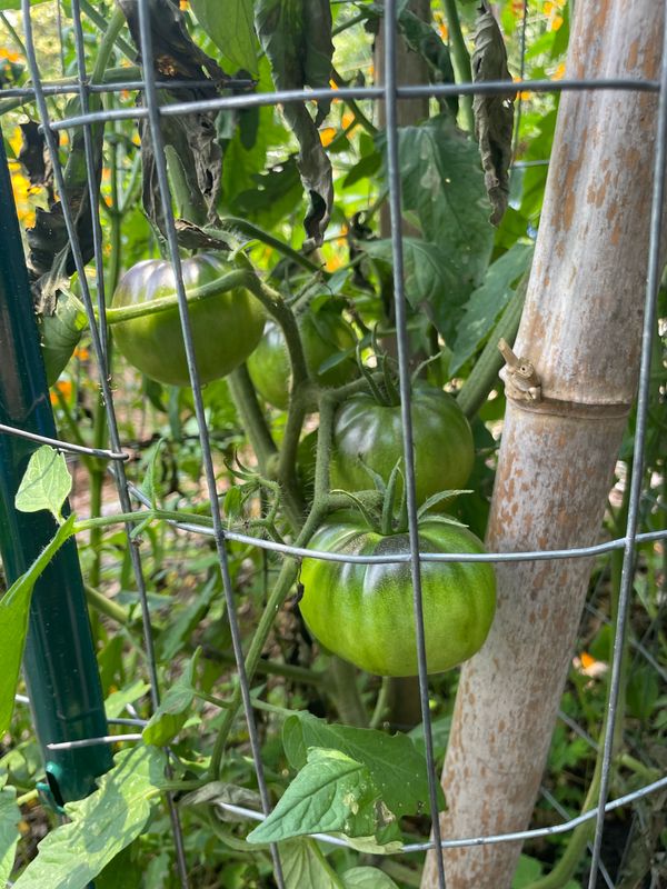Tomatoes