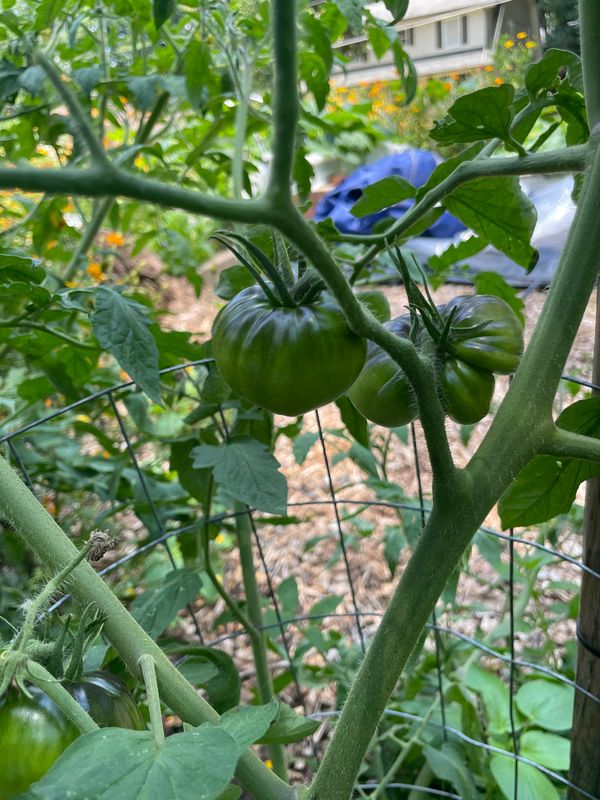 Black Beauty Tomatoes