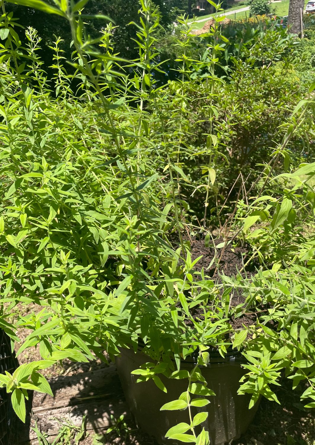 Anise(herb)
