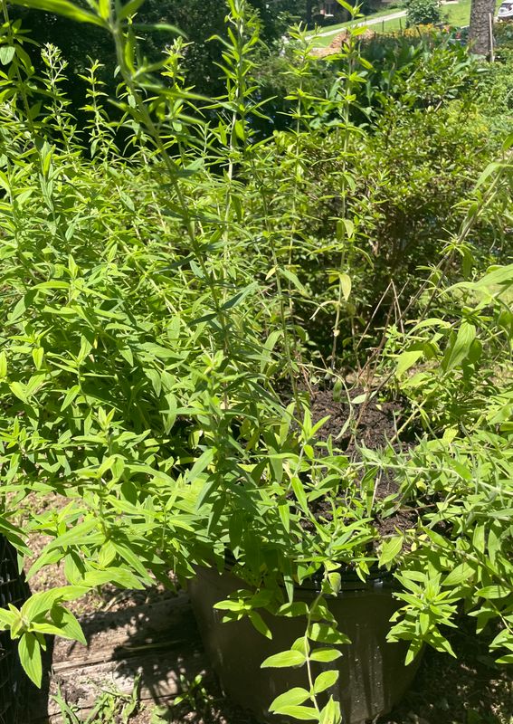 Anise(herb)