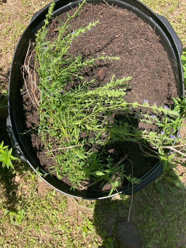 Thyme (winter)