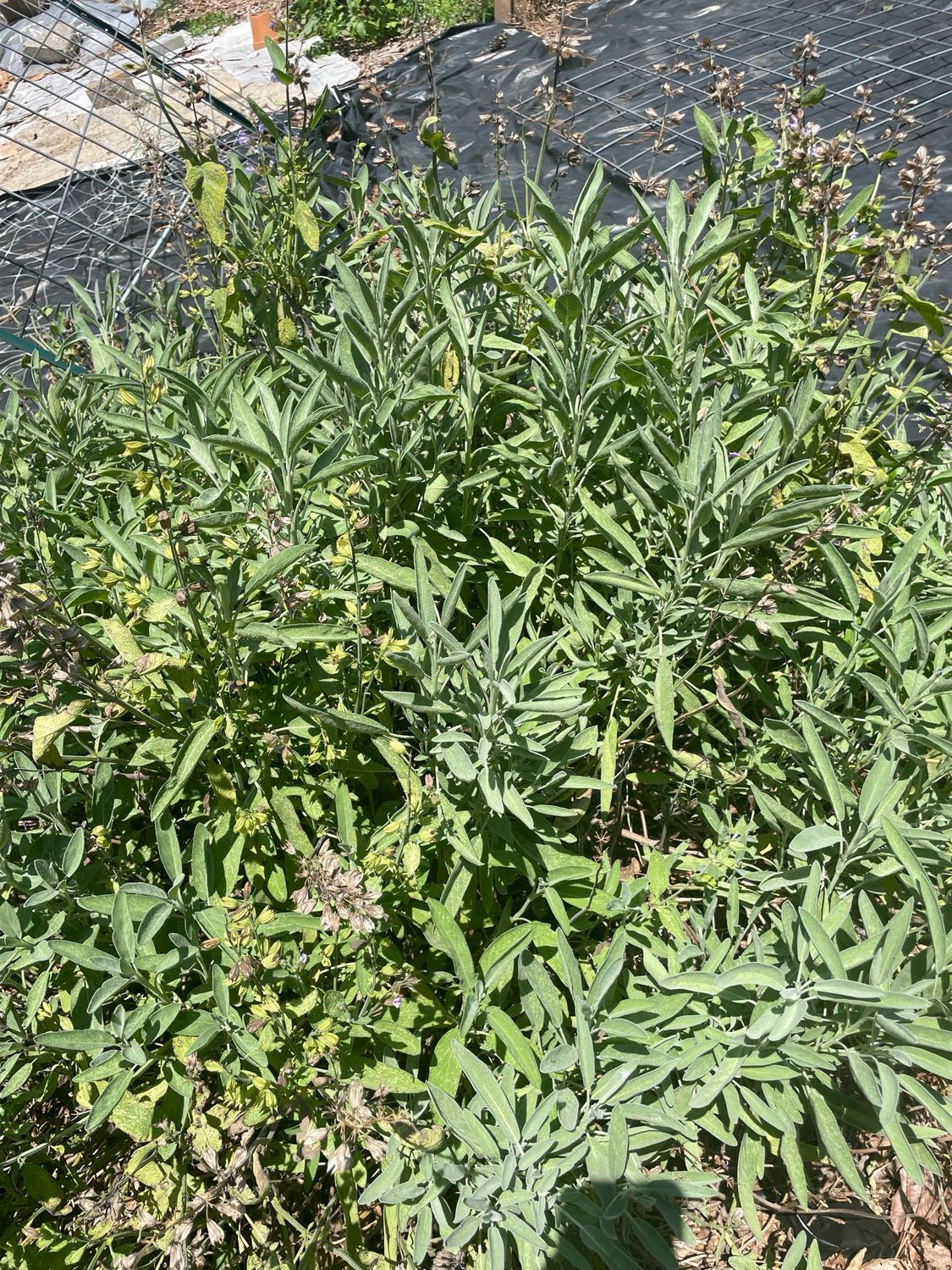 Sage