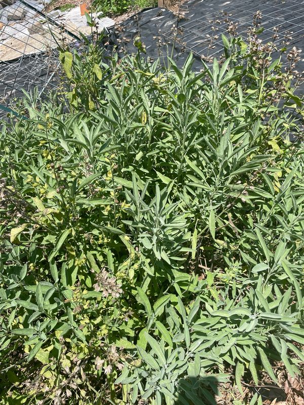 Sage