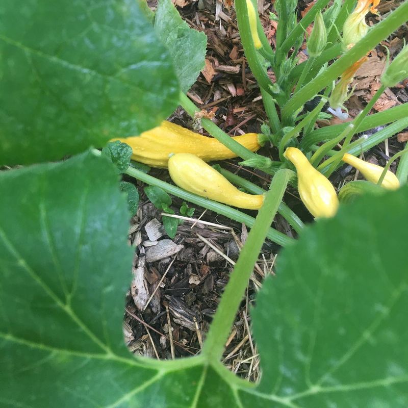 Squash