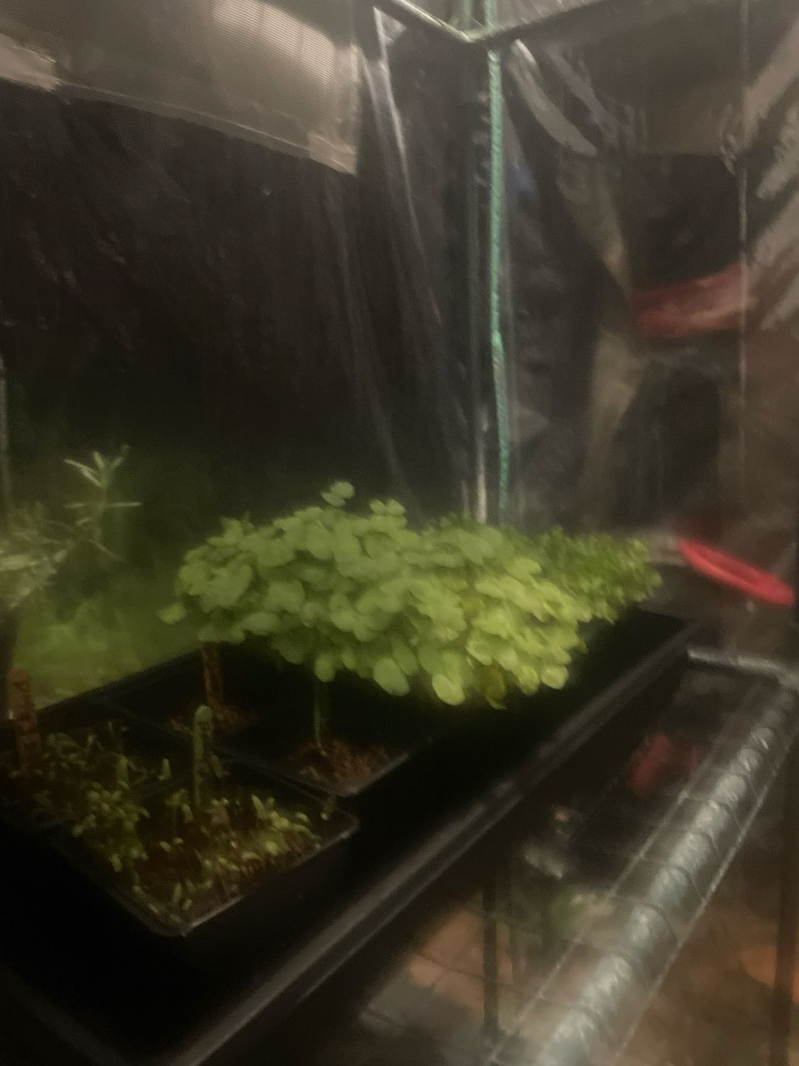 Sprout Are Out For You!